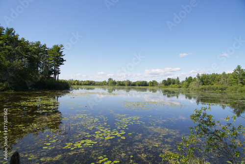 A lake on a sunny day