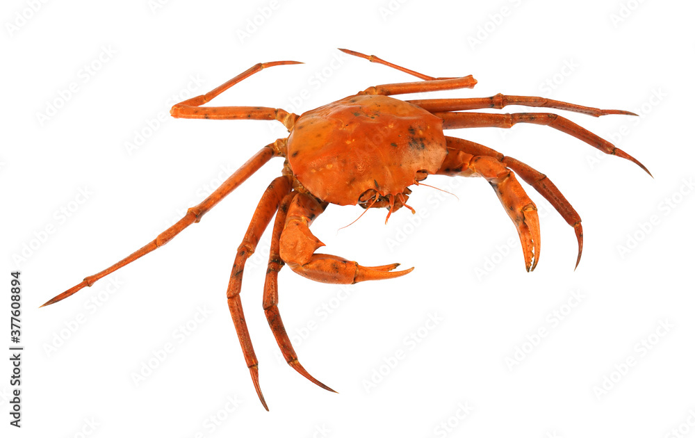 raw Atlantic red crab isolated on white background Stock Photo | Adobe