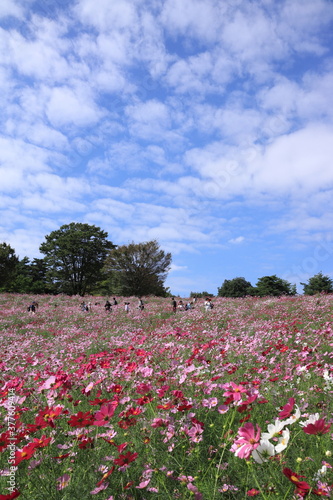 Wallpaper Mural コスモスの風景 Torontodigital.ca