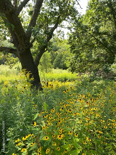 Fototapeta Naklejka Na Ścianę i Meble -  Scenic Minnesota Landscape in Summer Time