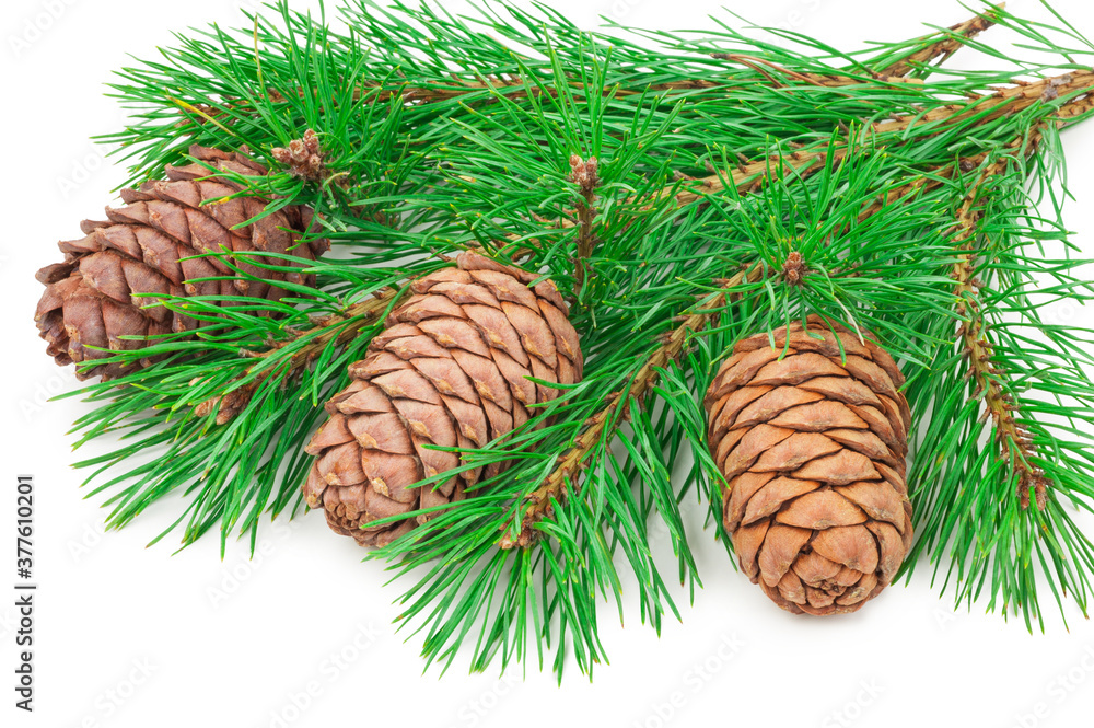 Cedar cones with branch on white Cedar cones with branch on white