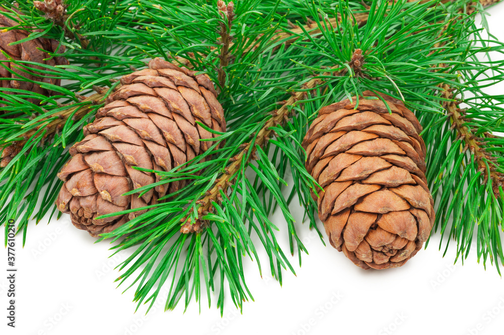 Cedar cones with branch on white Cedar cones with branch on white