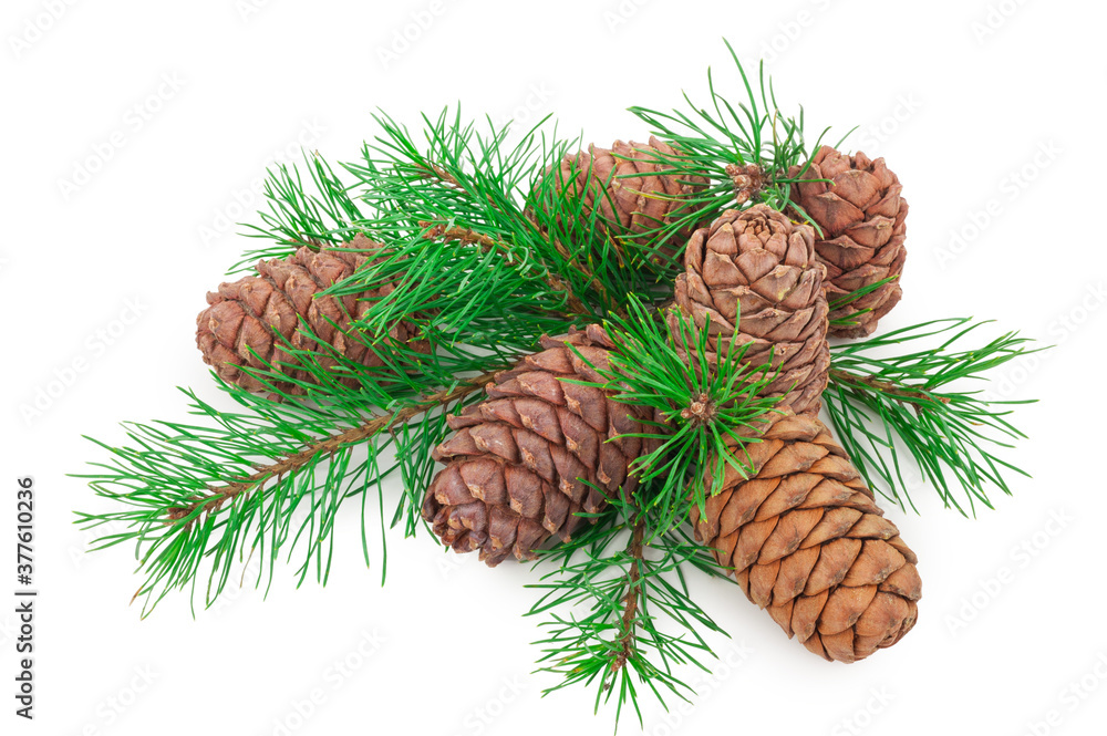 Cedar cones with branch on white Cedar cones with branch on white