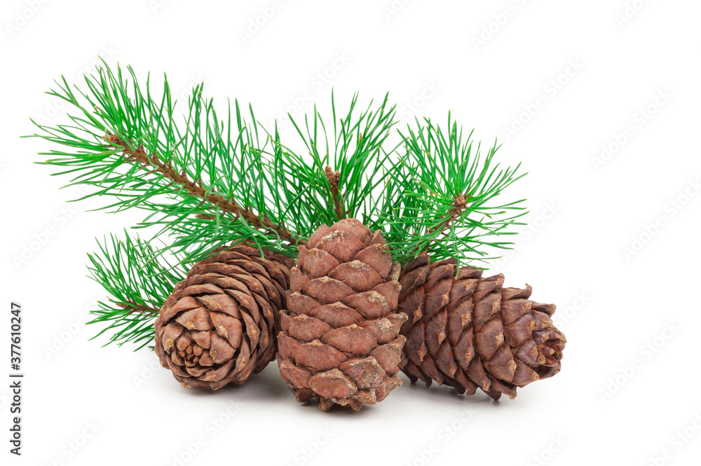 Cedar cones with branch on white Cedar cones with branch on white