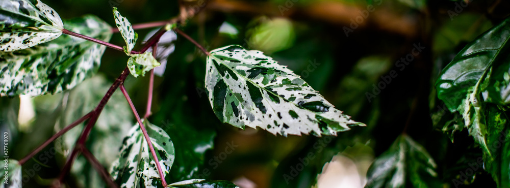 Fototapeta premium leaf banner