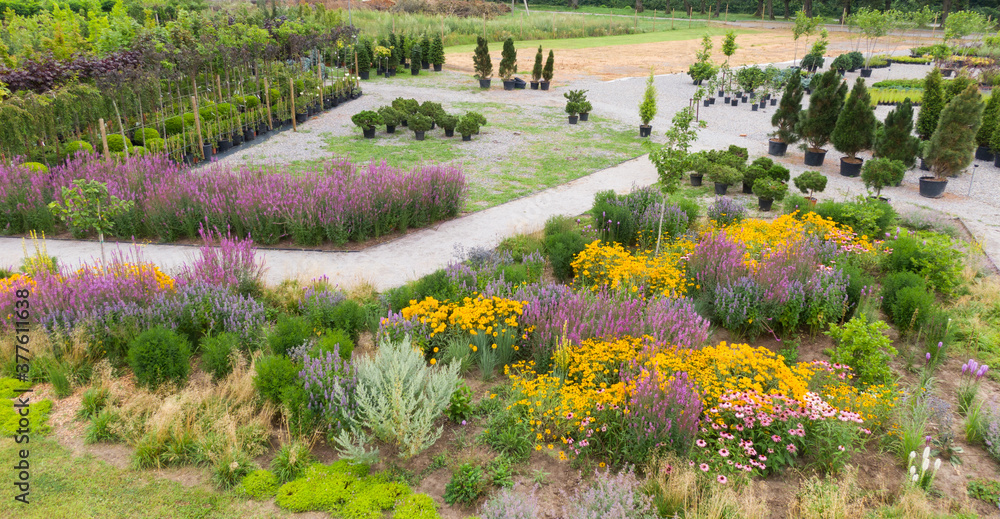 Fototapeta premium colorful nature orchard field with many beautiful flowers