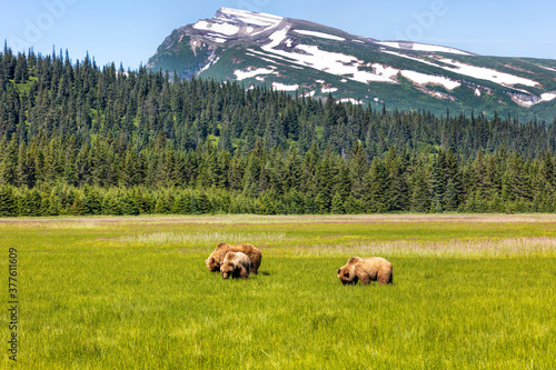 Three grizzly bears eating grass in a large field in Alaska