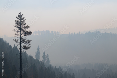 smoky air in the pine trees taken near bend oregon photo