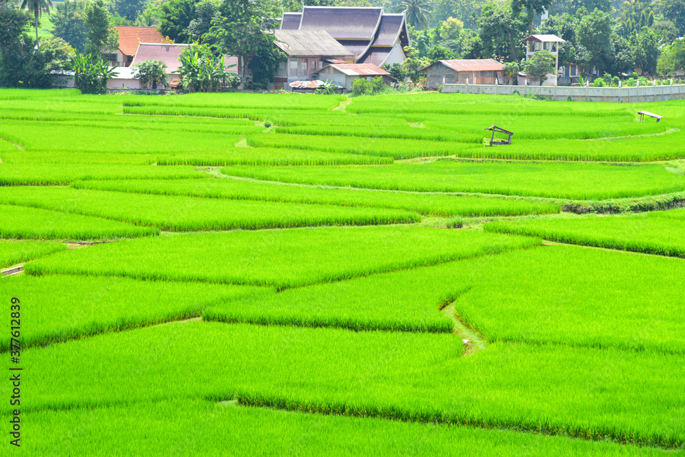Green rice filed in Nan Thailand. Green rice filed in Nan Thailand.