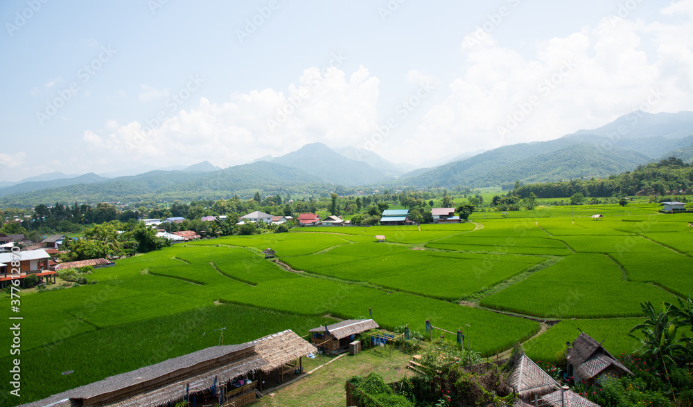 Green rice filed in Nan Thailand.