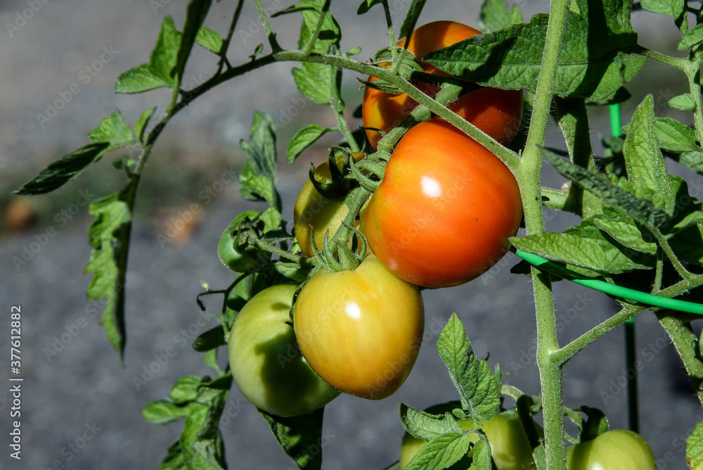 Closeup of 'Early Girl' tomatoes growing in a garden, both ripe and unripe
