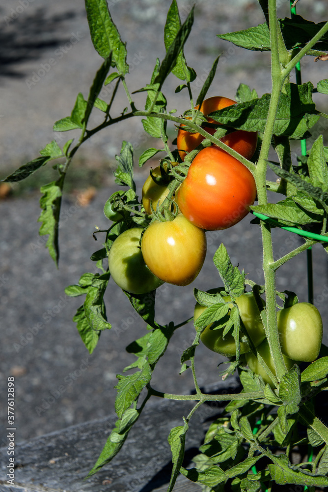 Closeup of 'Early Girl' tomatoes growing in a garden, both ripe and unripe
