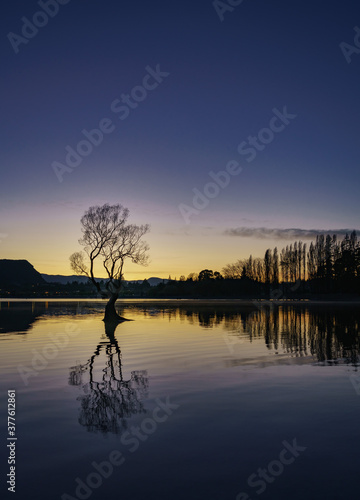 Lake Wanaka Tree at dawn