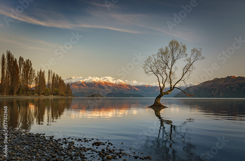 Lake Wanaka Tree at sunrise
