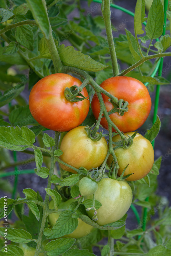 Closeup of 'Early Girl' tomatoes growing in a garden, both ripe and unripe
Closeup of 'Early Girl' tomatoes growing in a garden, both ripe and unripe