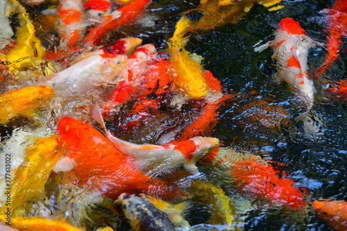 Foto Blurred Fancy carp in water.