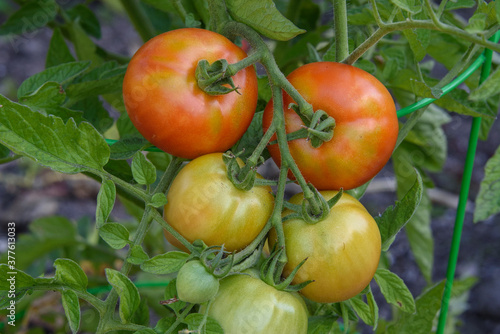 Closeup of 'Early Girl' tomatoes growing in a garden, both ripe and unripe
