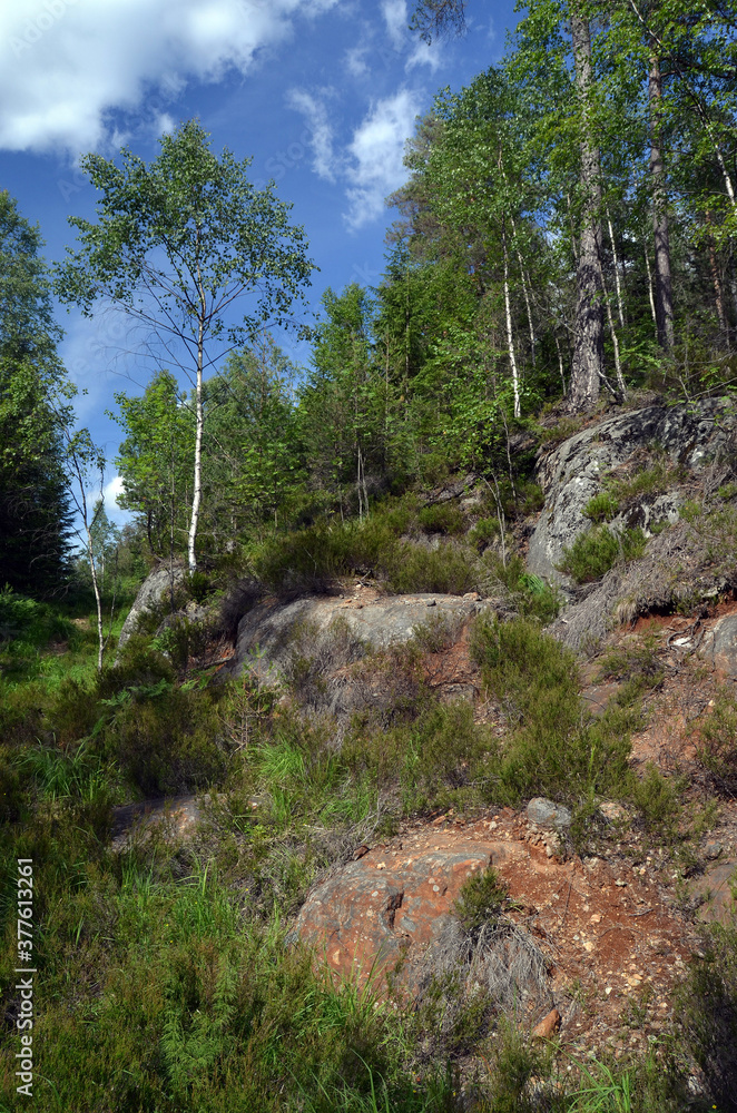 Forest on a summer day in Central Norway Forest on a summer day in Central Norway