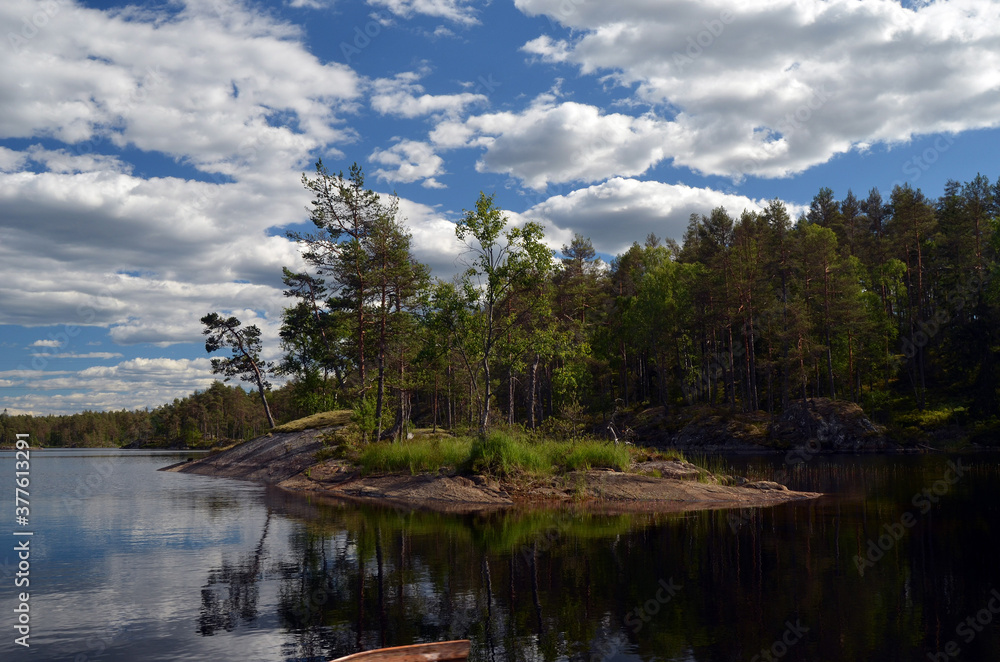 Forest on a summer day in Central Norway
