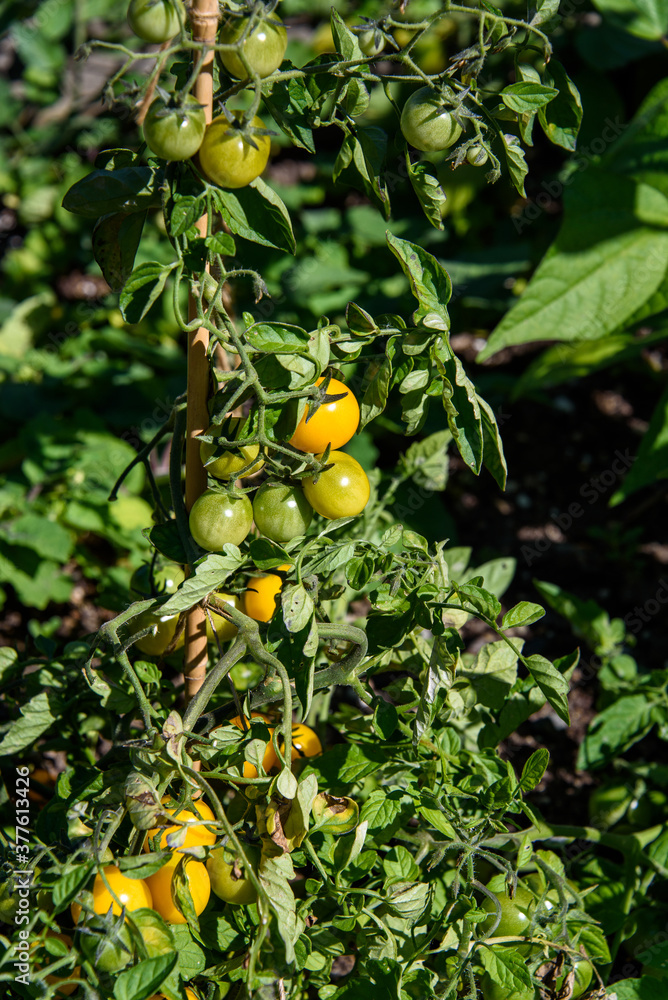 Closeup of unripe green and ripe yellow tomatoes growing in a garden on a sunny day
