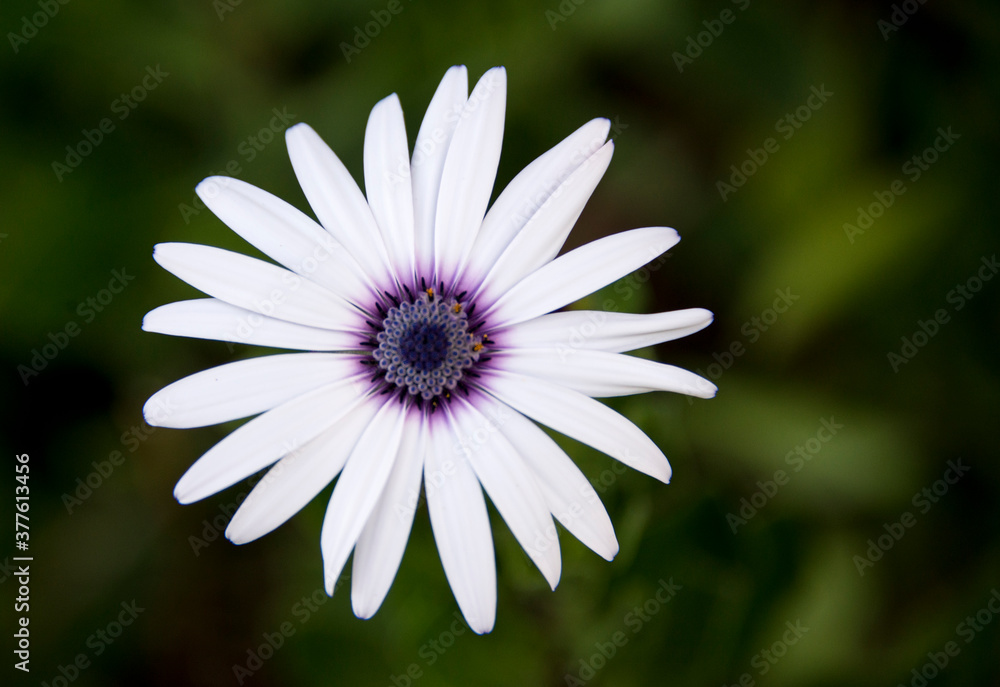 Obraz premium White and purple daisy flower at the UC, Riverside Botanical Gardens