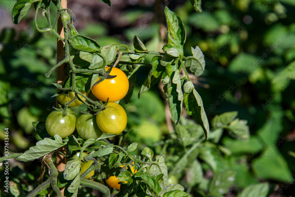 Closeup of unripe green and ripe yellow tomatoes growing in a garden on a sunny day
