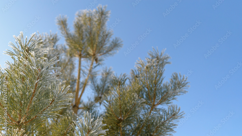 The crown of the green pine is covered with frost. Background - blue sky. Concept of winter holiday New Year and Christmas. Selective focus. The crown of the green pine is covered with frost. Background - blue sky. Concept of winter holiday New Year and Christmas. Selective focus.