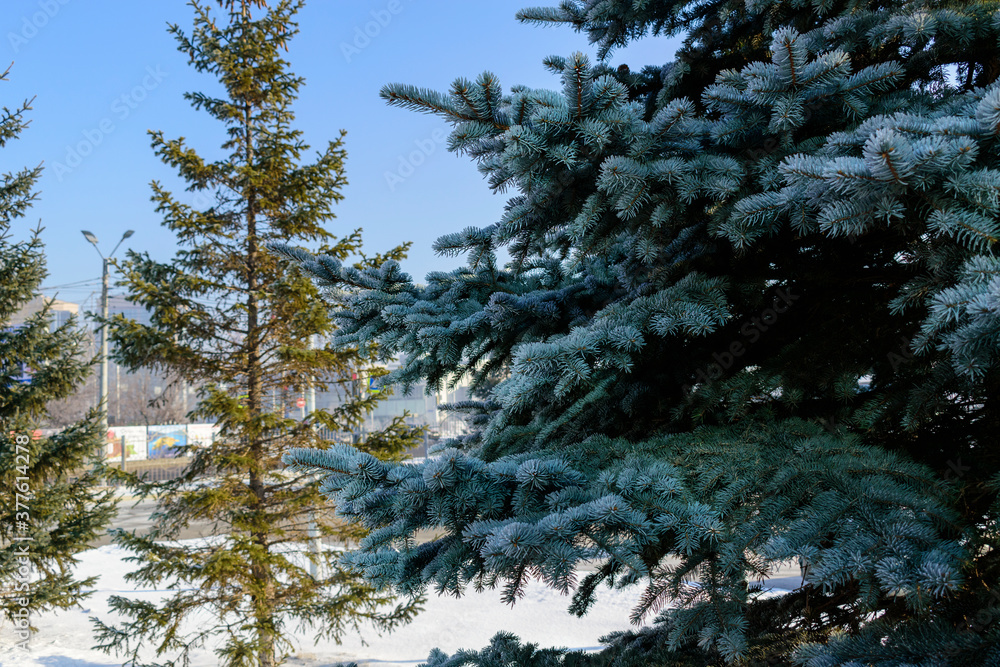 Blue spruce in winter. Fluffy fir with frosty frost. City street. Concept of winter holiday New Year and Christmas. Selective focus.