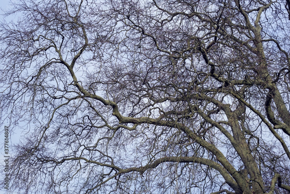 Large tree without leaves. The branches are a simile of neurons. Large tree without leaves. The branches are a simile of neurons.