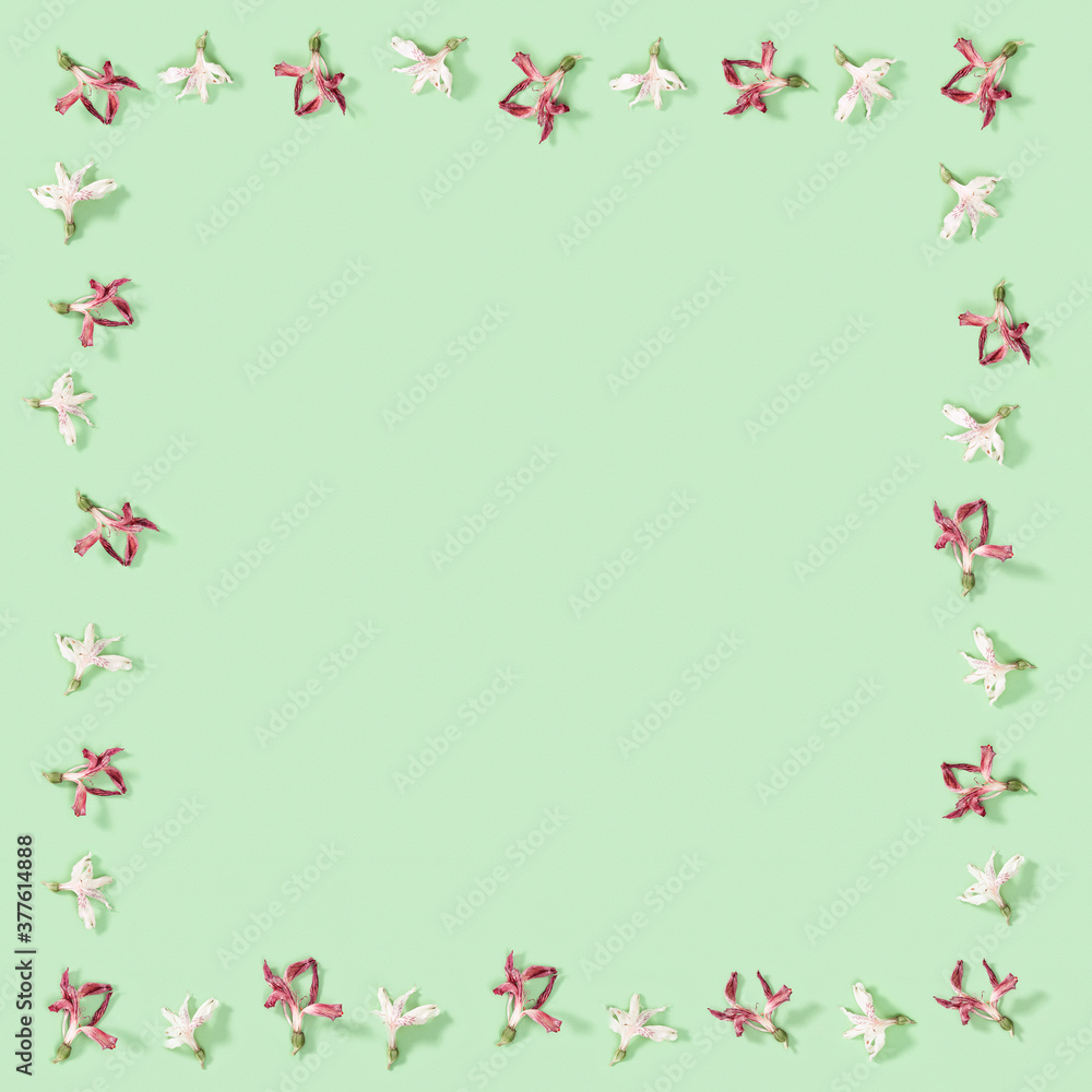 Floral decorative frame from dry red and white flowers on soft green. Close up herbarium. Natural flowery background Floral decorative frame from dry red and white flowers on soft green. Close up herbarium. Natural flowery background