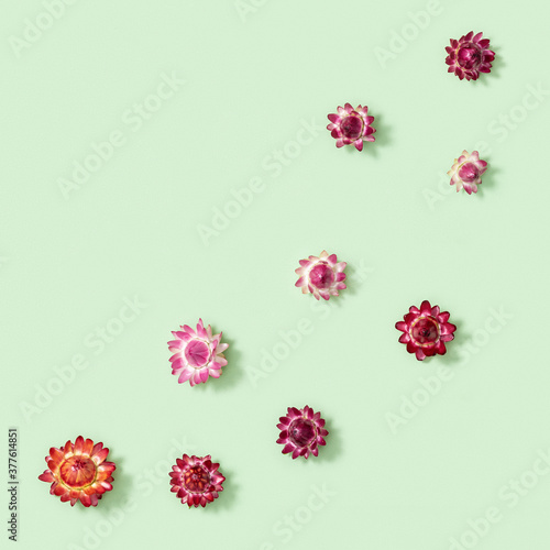 Bright dried flowers, small closed blossoms on soft green. Natural flowery background