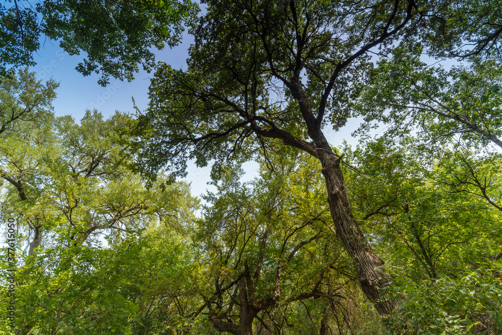 Fototapeta premium trees in the forest