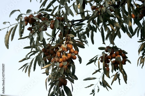 Asian tree branch jida with ripe fruits photo