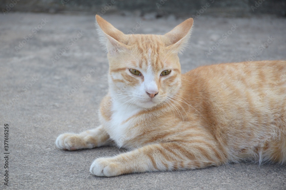 close up cute cat on cement floor close up cute cat on cement floor