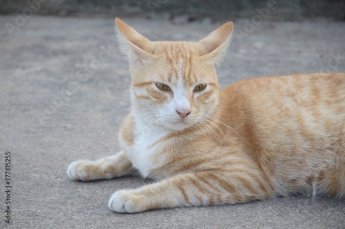 close up cute cat on cement floor © mansum008