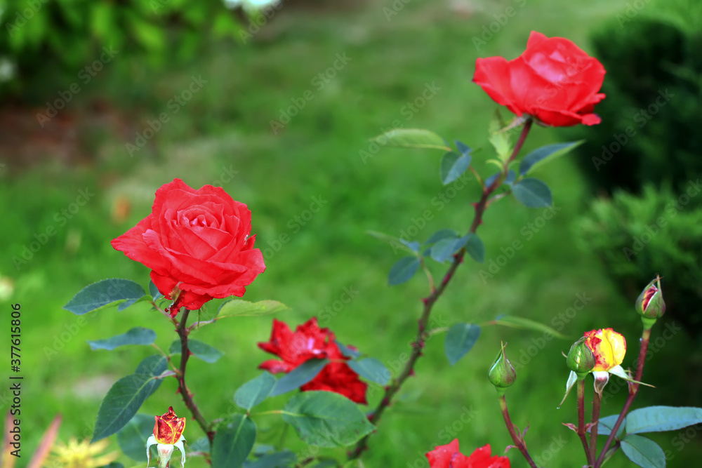 Art photo rose petals isolated on the natural blurred background. Closeup. For design, texture, background. Nature. Art photo rose petals isolated on the natural blurred background. Closeup. For design, texture, background. Nature.