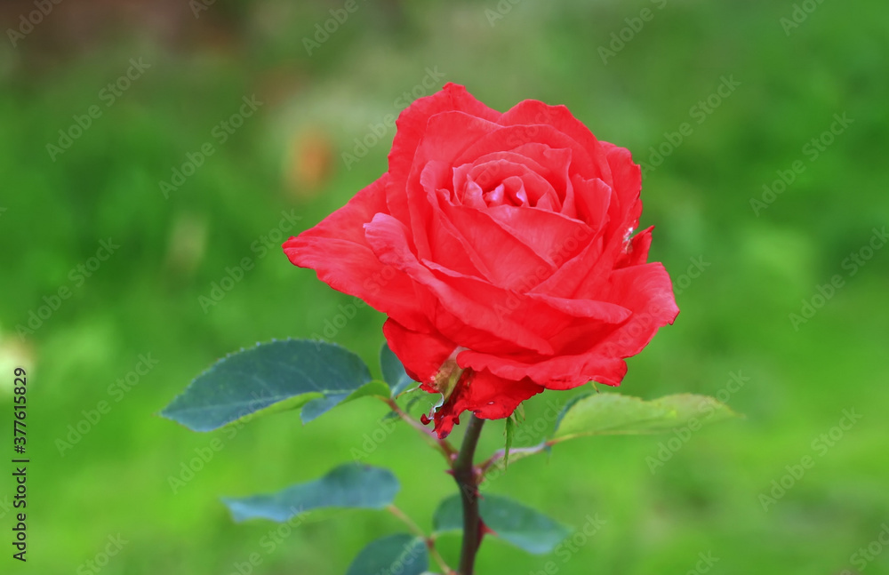 Art photo rose petals isolated on the natural blurred background. Closeup. For design, texture, background. Nature. Art photo rose petals isolated on the natural blurred background. Closeup. For design, texture, background. Nature.