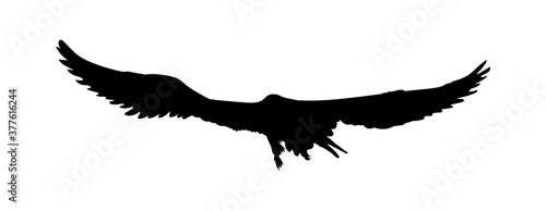 Black silhouette eagle, falcon, hawk or orel isolated on white background. A large predator soar in the air. Clipart icon, graphic simple element for design. Vector illustration.