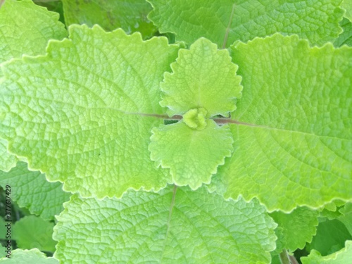 green leaf background  Bangun-bangun 