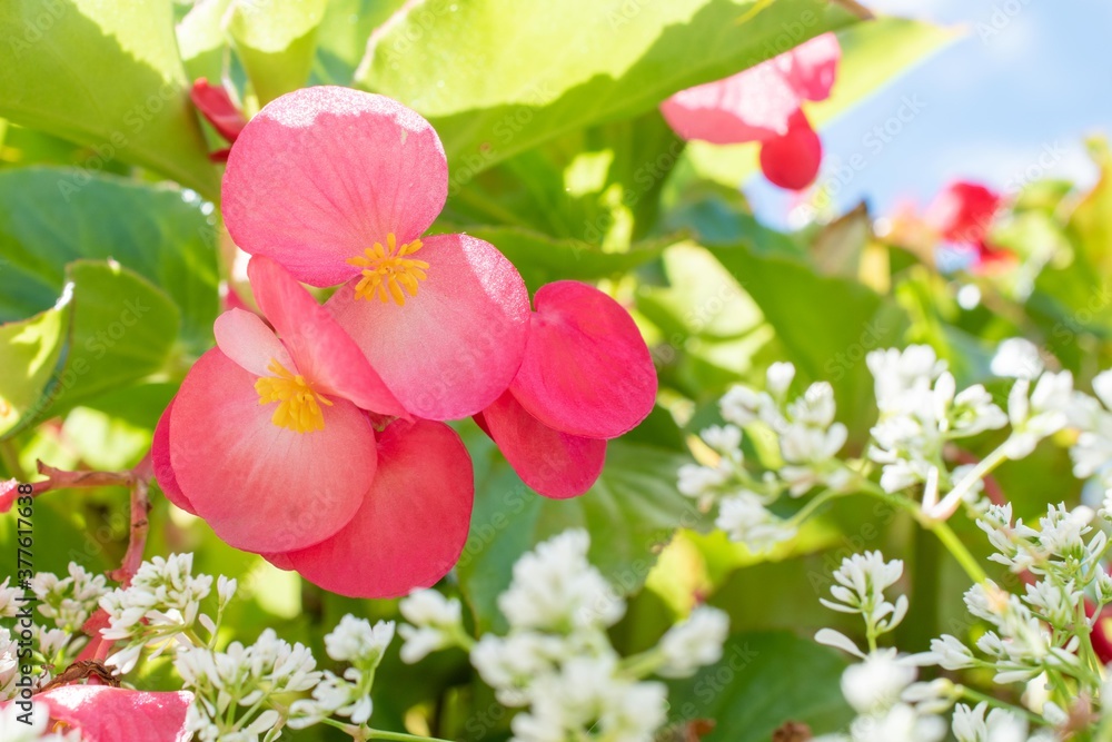 暑い夏でも情熱的な赤い色が元気を誘う小さいけれどきれいなベゴニアの花 Stock Photo Adobe Stock