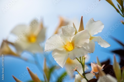 白い大きな花びらが青空によくマッチしているマンデビラ