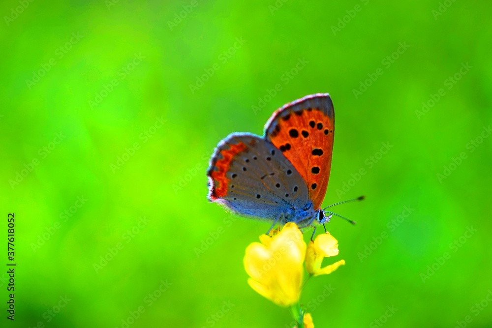 Obraz premium 美しい緑色の背景とオレンジ色の蝶