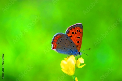 Wallpaper Mural 美しい緑色の背景とオレンジ色の蝶 Torontodigital.ca