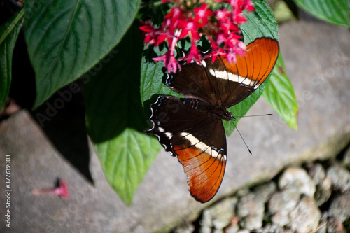 butterflies in the garden