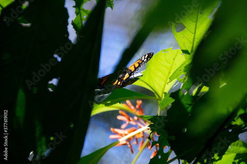 butterflies in the garden