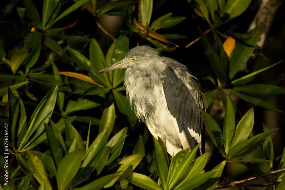 Fototapeta premium heron