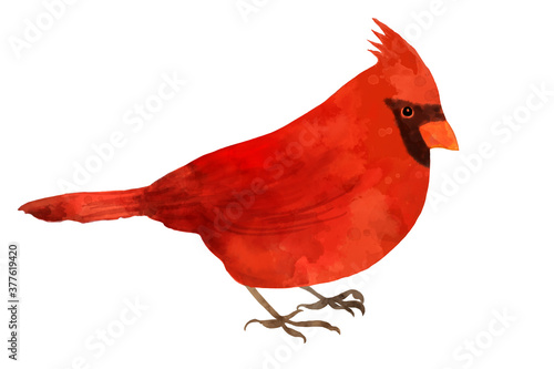 Cuadro en lienzo Red cardinal bird illustration in watercolor painted texture, Christmas redbird