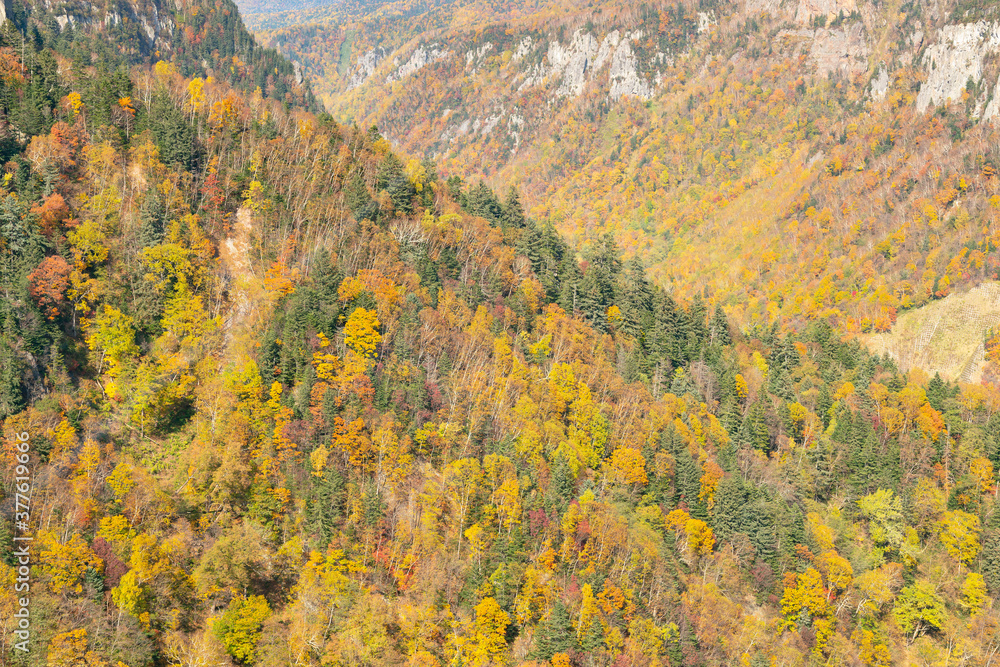Autumn season on tree at mountain slope, natural landscape background