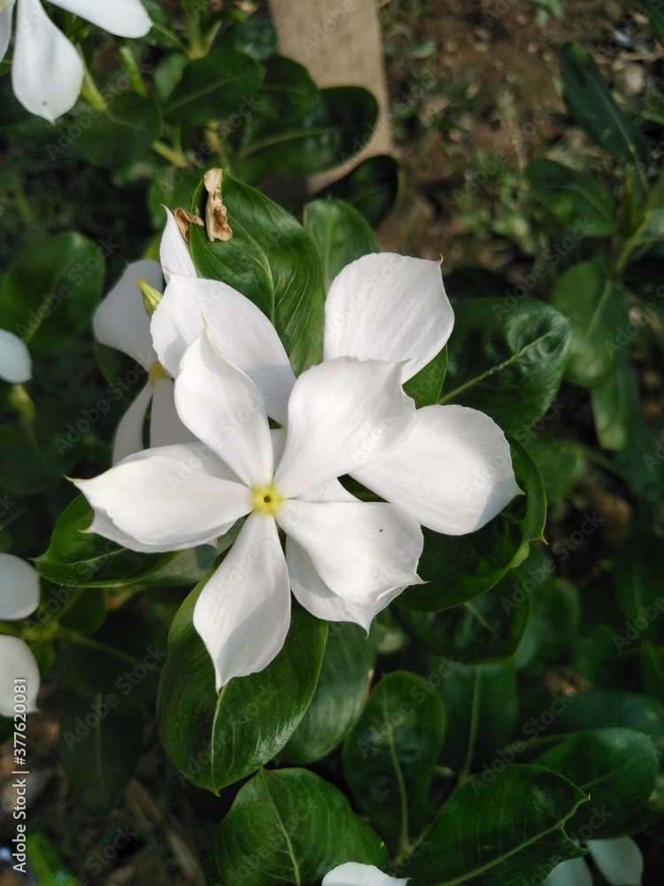 Beautiful White Flowers in Garden