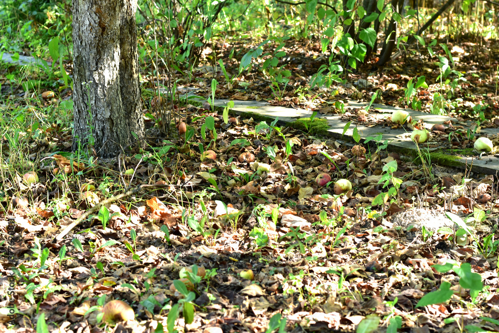 Obraz premium Fallen apples and dry leaves lie on the ground under the tree